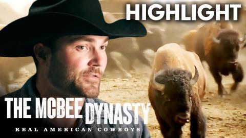 The McBee Boys Wrangle Wild Buffalo | The McBee Dynasty: Real American Cowboys (S1 E5) | USA