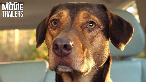 A DOG'S WAY HOME International Trailer NEW (2019) - Family Adventure Movie