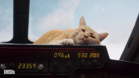 Meet Goose: Captain Marvel's Kitty | IMDbrief