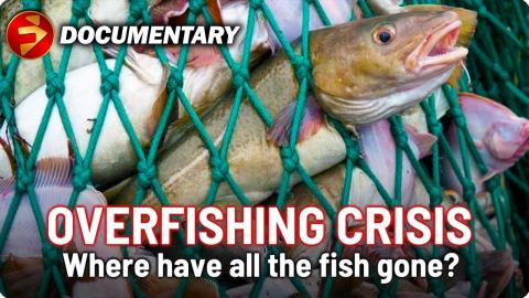 Overfishing of our Oceans Crisis | Illegal Fishing | Corporate and Government Greed | Documentary