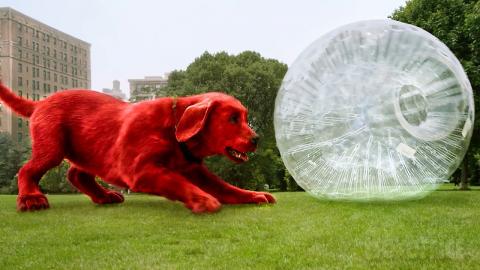Good Boy VS Giant Bubble | Clifford the Big Red Dog | CLIP