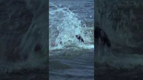 Terrifying Shark Attack #Jaws2 #Shorts