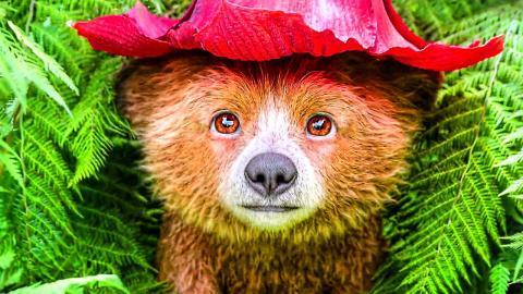 All the CUTEST Scenes from Paddington in Peru ???? 4K