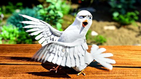 The Crazy Dove's Distraction | The Star | CLIP