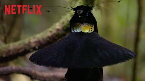 Our Planet | Birds Of Paradise | Exclusive Clip | Netflix