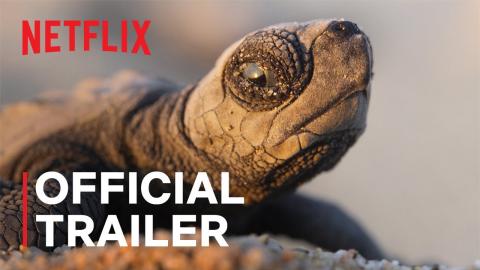 OUR PLANET II | Official Trailer | Netflix