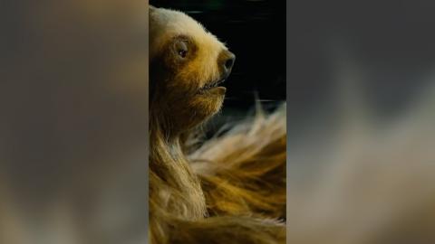 Slotherhouse Movie Clip - Killer Sloth Drives Car