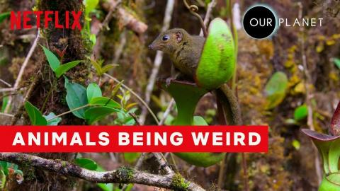 Weirdest Animal Behavior | Our Planet | Netflix