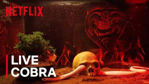 Cobra Kai: Season 3 | Yule Snake | Netflix