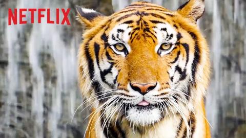 Best of Netflix Nature Docs | Happy Earth Day ????