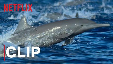 Our Planet | Spinner Dolphins | Clip | Netflix