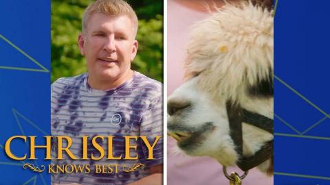 Todd's Not a Fan of Llamas | Chrisley Knows Best | USA Network #shorts