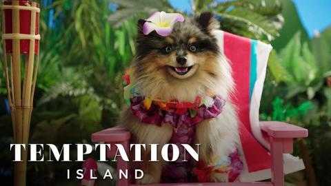 Temptation Island | Puppy Edition | on USA Network