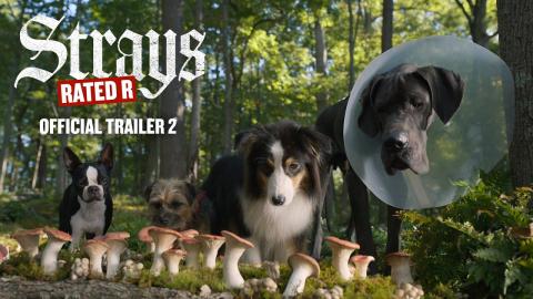 Strays | Official Trailer 2