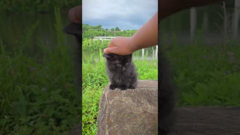 How To Train Your Dragon - Head Touch Challenge