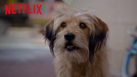 BENJI | Official Teaser [HD] | A Netflix Film