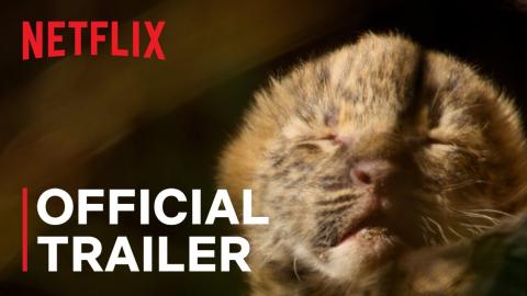 Living with Leopards | Official Trailer | Netflix