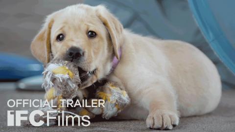 Pick of the Litter - Official Trailer I HD I IFC Films