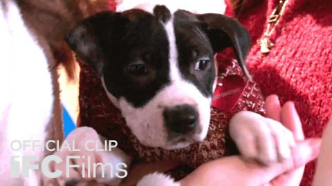 Dear Santa "Elves" Official Clip | HD | IFC Films