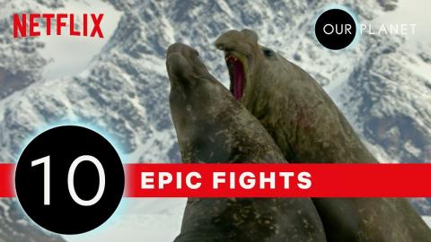 Top 10 Craziest Animals Fights in the Wild | Our Planet | Netflix
