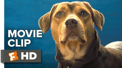 A Dog's Way Home Exclusive Movie Clip - New Friends (2019) | Movieclips Coming Soon