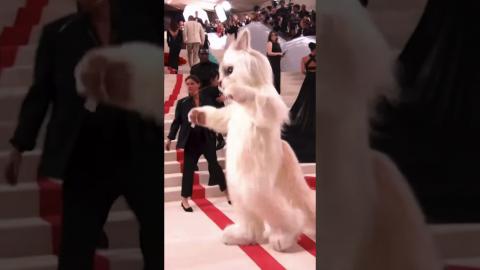 #Choupette would be proud. ???? #Shorts #metgala