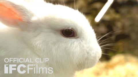 Dear Santa "Rabbits" Official Clip | HD | IFC Films