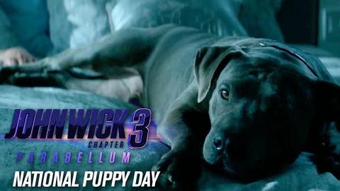 John Wick: Chapter 3 - Parabellum (2019 Movie) “Happy National Puppy Day” - Keanu Reeves
